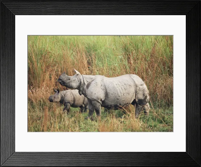 Framed Print : Indian one-horned rhinoceros (rhino) Framed Print : Indian one-horned rhinoceros (rhino)