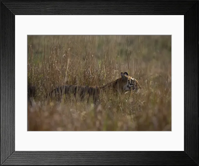 Framed Print : Indian tiger Framed Print : Indian tiger
