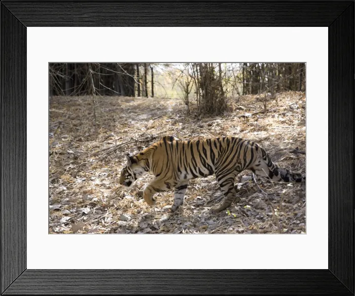 Framed Print : Indian tiger, (Bengal tiger) (Panthera tigris tigris), Bandhavgarh National Park, Madhya Pradesh state, India, Asia Framed Print : Indian tiger, (Bengal tiger) (Panthera tigris tigris), Bandhavgarh National Park, Madhya Pradesh state, India, Asia