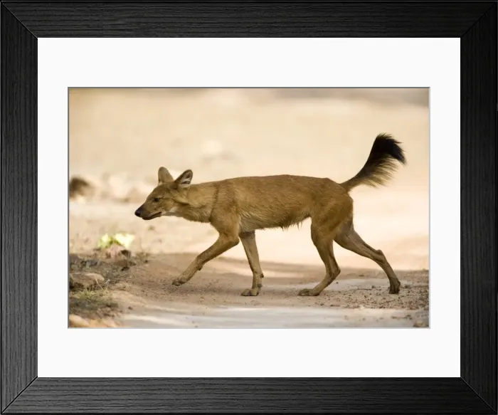 Framed Print : Dhole  /  Wild Dog, (Cuon alpinus), Bandhavgarh N