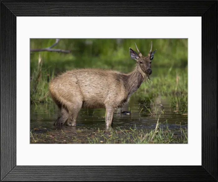 Framed Print : Sambar Deer, (Cervus unicolor), Bandhavgarh N Framed Print : Sambar Deer, (Cervus unicolor), Bandhavgarh N