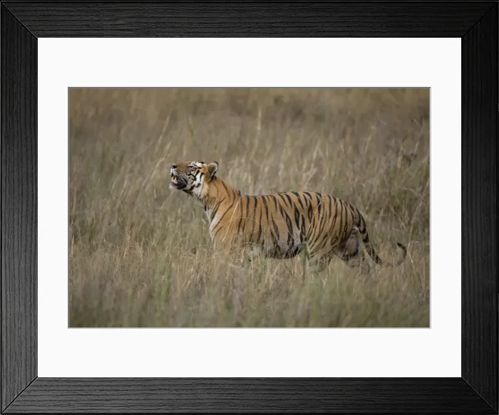 Framed Print : Bengal tiger Framed Print : Bengal tiger