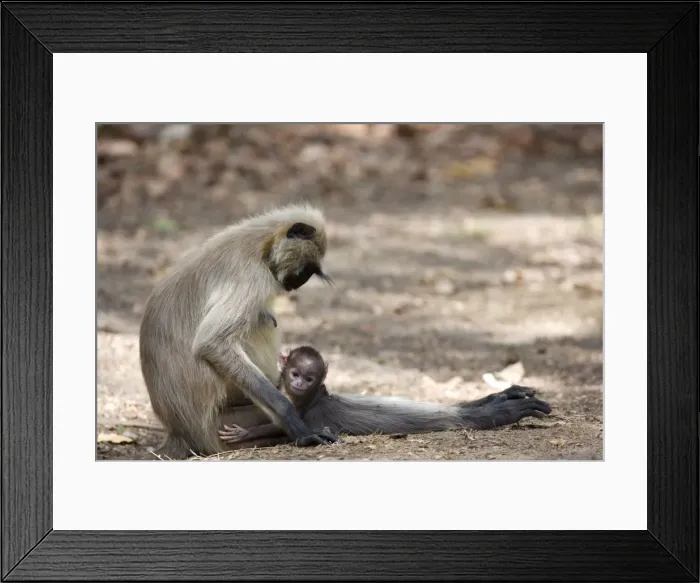 Framed Print : Common Langur, (Presbytis entellus), Bandhavgarh N Framed Print : Common Langur, (Presbytis entellus), Bandhavgarh N