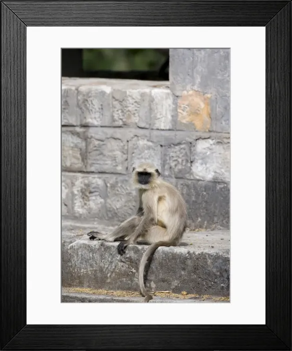 Framed Print : Common langur (Presbytis entellus) Framed Print : Common langur (Presbytis entellus)