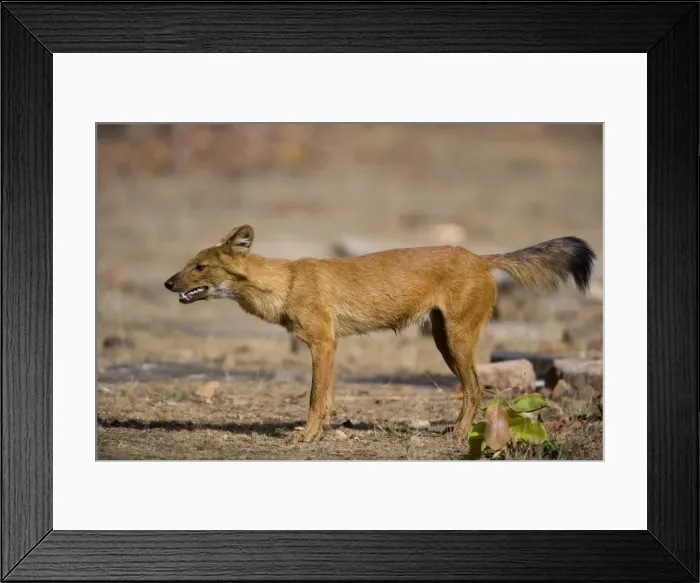 Framed Print : Dhole / Wild Dog, (Cuon alpinus), Bandhavgarh N Framed Print : Dhole / Wild Dog, (Cuon alpinus), Bandhavgarh N