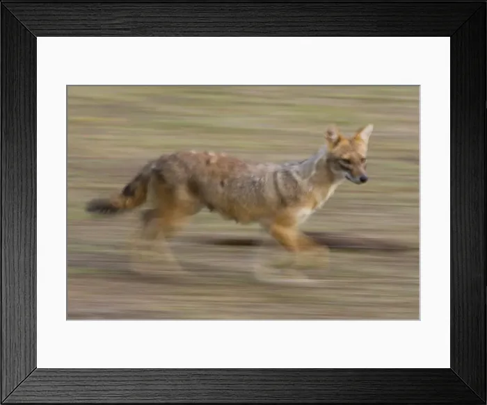 Framed Print : Indian Jackal, (Canis aureus), Bandhavgarh N Framed Print : Indian Jackal, (Canis aureus), Bandhavgarh N
