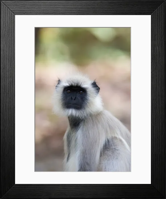 Framed Print : Common langur Framed Print : Common langur