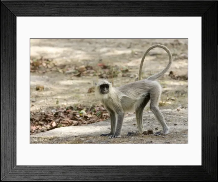 Framed Print : Common langur Framed Print : Common langur