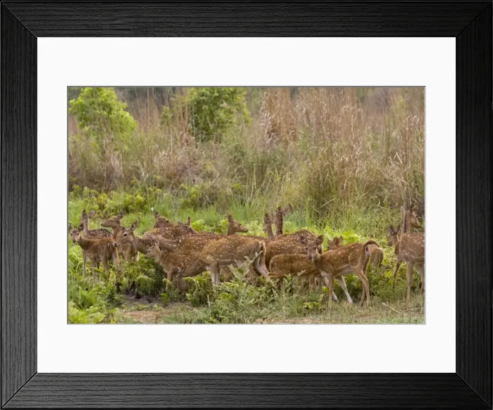 Framed Print : Spotted deer Framed Print : Spotted deer