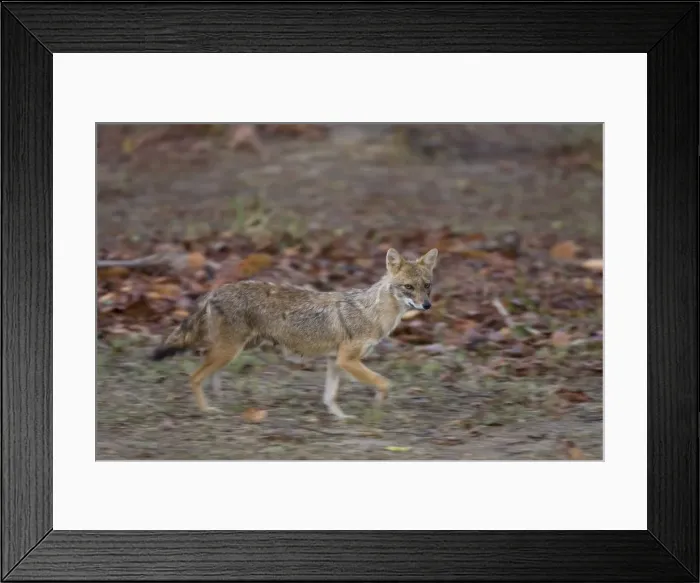 Framed Print : Golden jackal Framed Print : Golden jackal