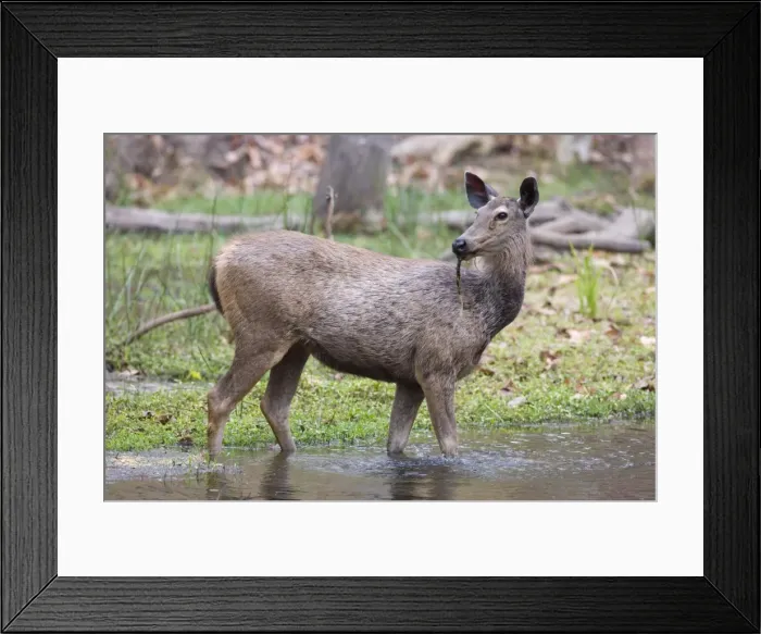 Framed Print : Sambar deer Framed Print : Sambar deer