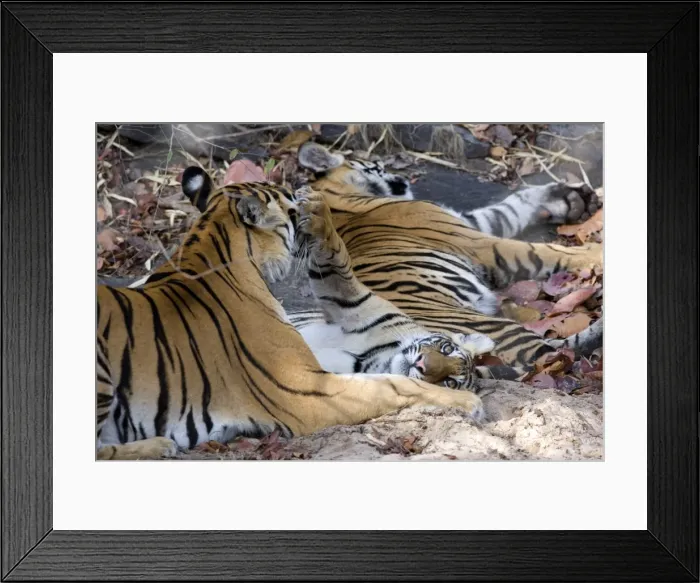 Framed Print : Bengal tigers Framed Print : Bengal tigers