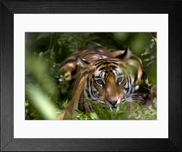 Framed Print : Female Indian Tiger