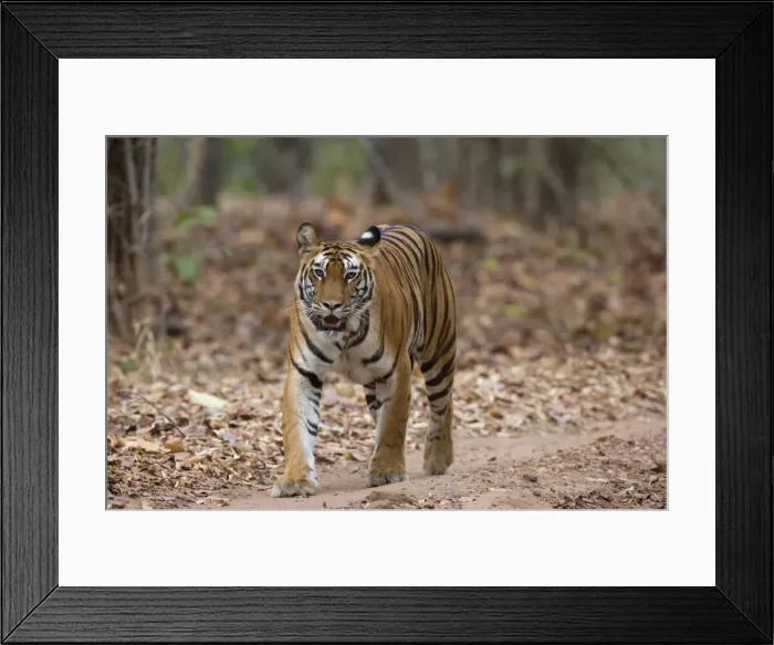 Framed Print : Female Indian tiger (Bengal tiger) (Panthera tigris tigris) Framed Print : Female Indian tiger (Bengal tiger) (Panthera tigris tigris)