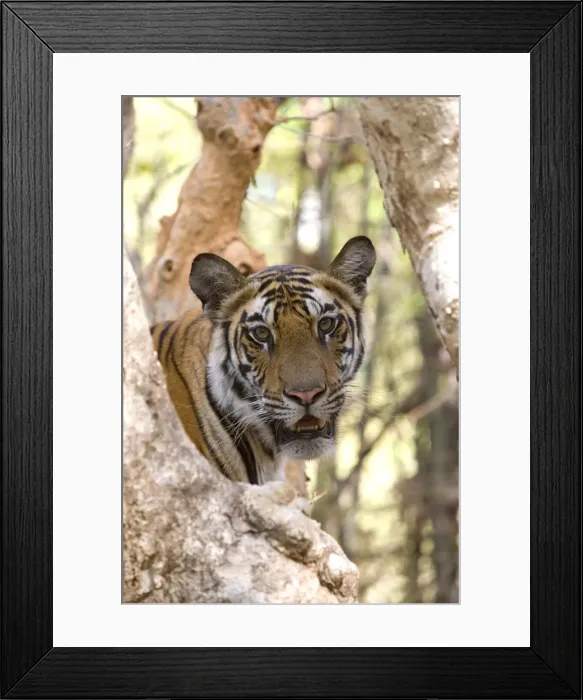 Framed Print : Indian tiger (Bengal tiger) (Panthera tigris tigris) Framed Print : Indian tiger (Bengal tiger) (Panthera tigris tigris)