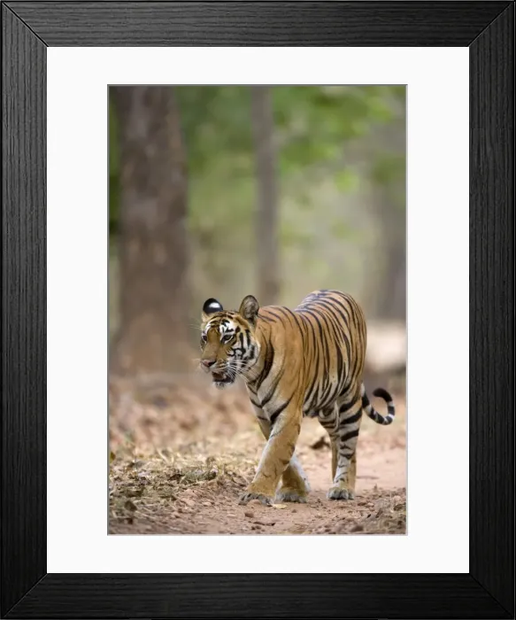 Framed Print : Female Indian tiger (Bengal tiger) (Panthera tigris tigris) Framed Print : Female Indian tiger (Bengal tiger) (Panthera tigris tigris)