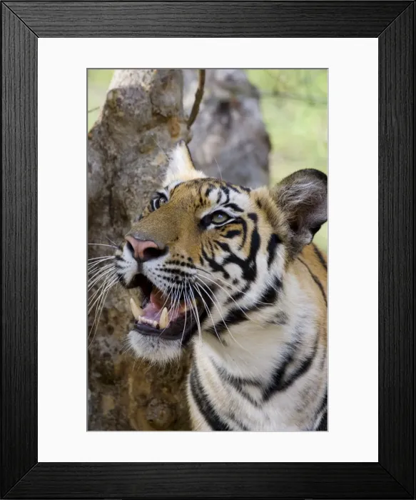 Framed Print : Indian tiger (Bengal tiger) (Panthera tigris tigris) Framed Print : Indian tiger (Bengal tiger) (Panthera tigris tigris)