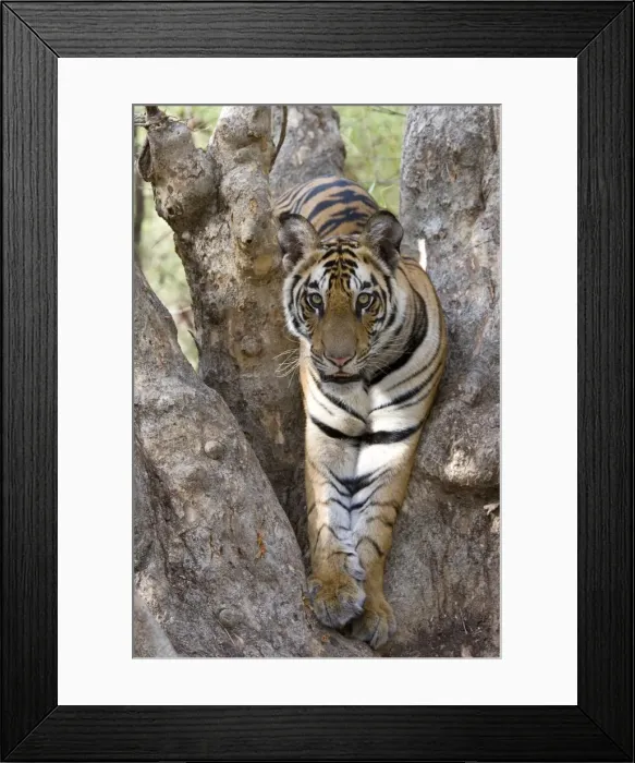 Framed Print : Indian tiger (Bengal tiger) (Panthera tigris tigris) Framed Print : Indian tiger (Bengal tiger) (Panthera tigris tigris)