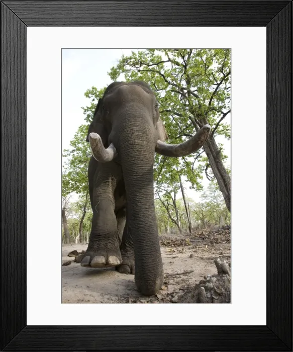Framed Print : Indian elephant (Elephus maximus)