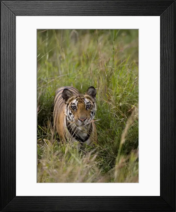 Framed Print : Indian tiger (Bengal tiger) (Panthera tigris tigris) Framed Print : Indian tiger (Bengal tiger) (Panthera tigris tigris)