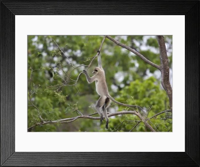 Framed Print : Hanuman langur (Presbytis entellus) Framed Print : Hanuman langur (Presbytis entellus)