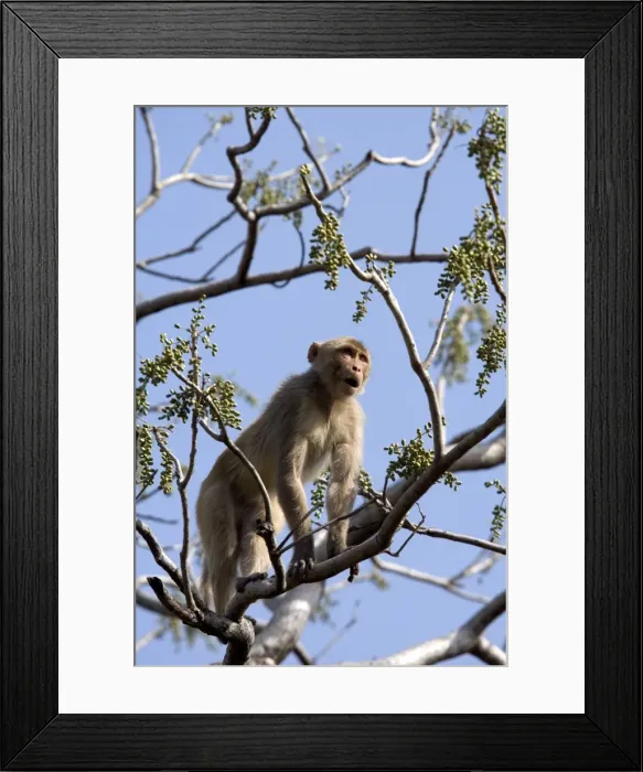 Framed Print : Rhesus macaque monkey (Macaca mulatta) Framed Print : Rhesus macaque monkey (Macaca mulatta)