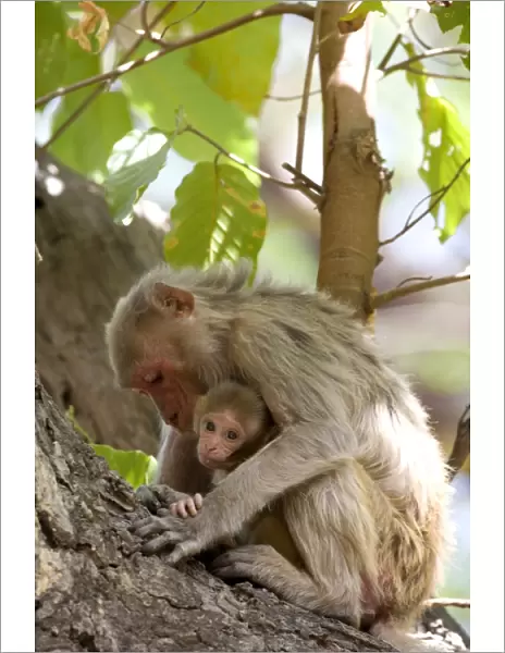 Rhesus macaque monkey (Macaca mulatta)
