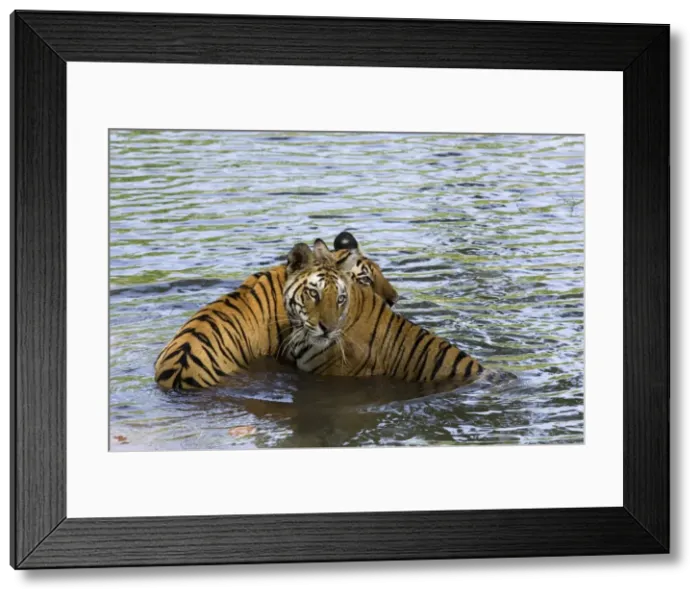 Framed Print : Family of Indian tigers (Bengal tiger) (Panthera tigris tigris) Framed Print : Family of Indian tigers (Bengal tiger) (Panthera tigris tigris)