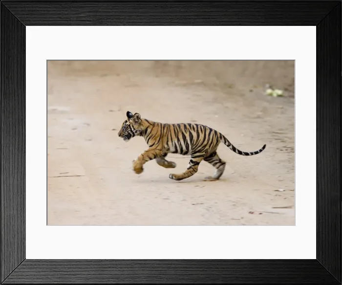 Framed Print : Indian tiger cub (Bengal tiger) (Panthera tigris tigris) Framed Print : Indian tiger cub (Bengal tiger) (Panthera tigris tigris)