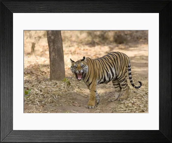Framed Print : Bengal tiger Framed Print : Bengal tiger