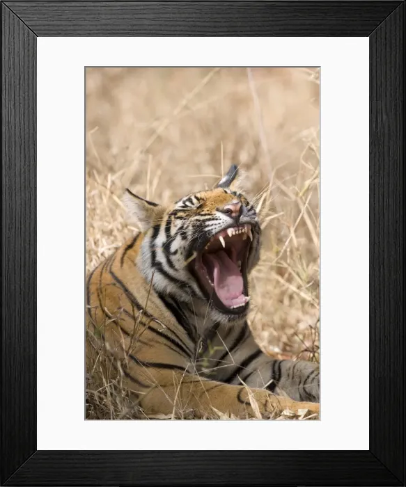 Framed Print : Bengal tiger Framed Print : Bengal tiger