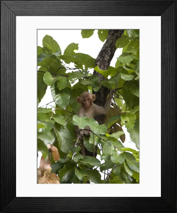 Framed Print : Rhesus Macaque, (Macaca mulatta), Bandhavgarh N Framed Print : Rhesus Macaque, (Macaca mulatta), Bandhavgarh N