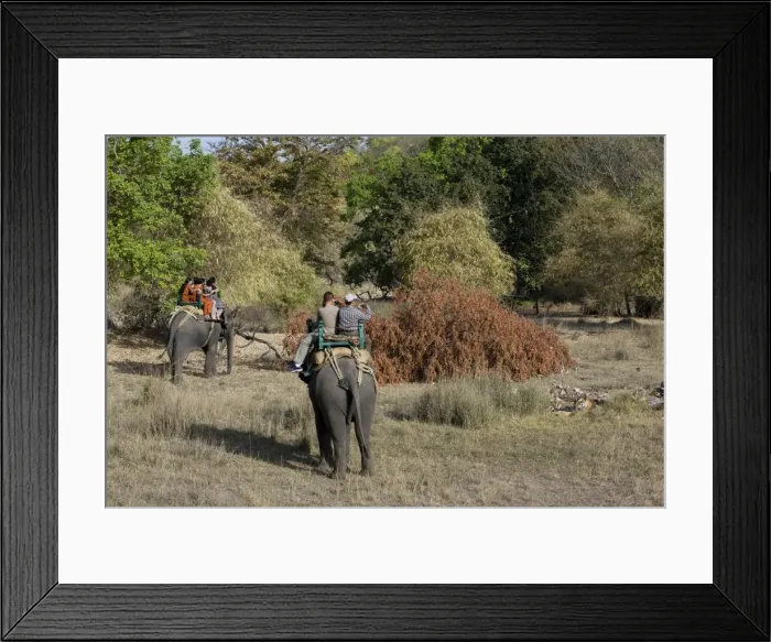 Framed Print : Elephant ride and Indian tiger Framed Print : Elephant ride and Indian tiger