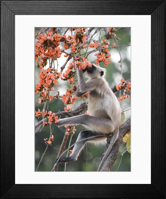 Framed Print : Common langur (Presbytis entellus) Framed Print : Common langur (Presbytis entellus)