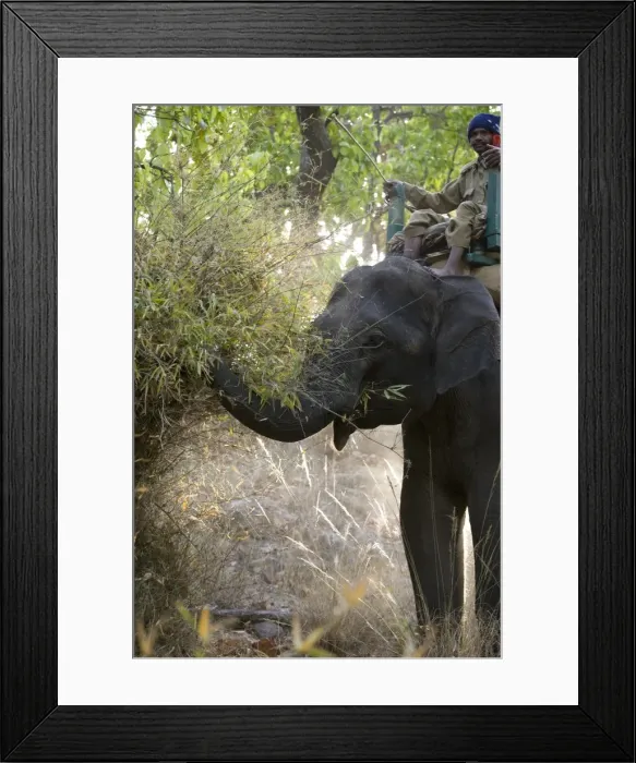 Framed Print : Mahout and Indian elephant (Elephus maximus) eating Framed Print : Mahout and Indian elephant (Elephus maximus) eating
