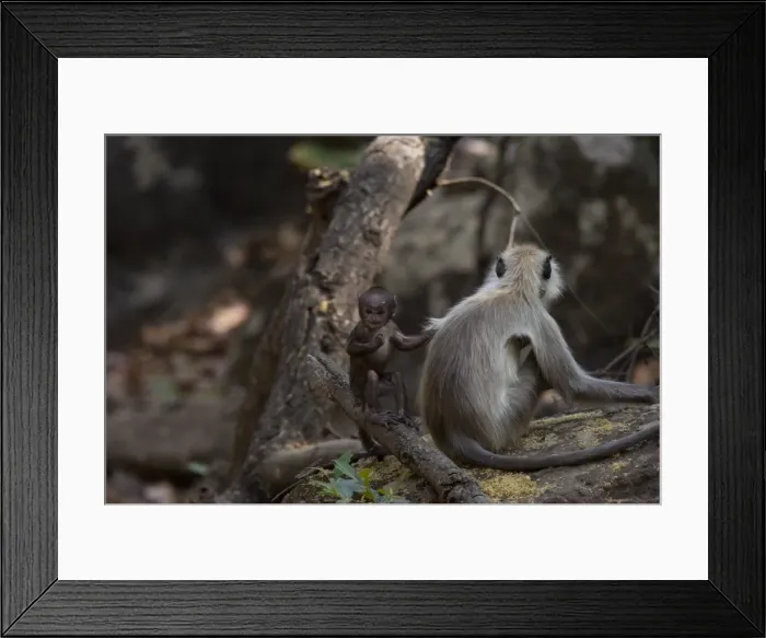 Framed Print : Common langur (Presbytis entellus) with her baby Framed Print : Common langur (Presbytis entellus) with her baby