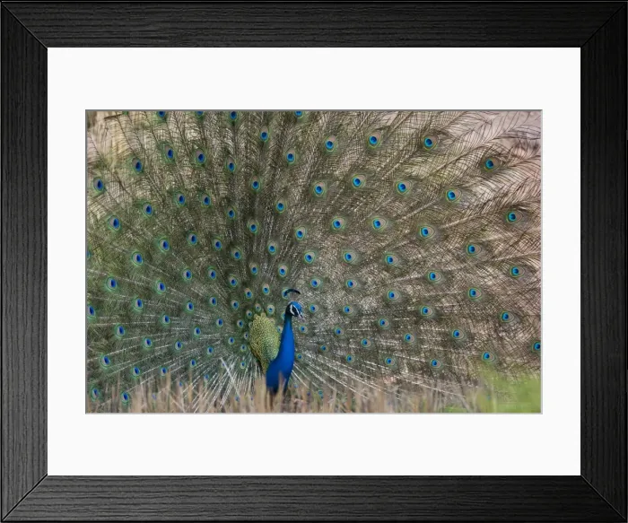 Framed Print : Peacock (Pavo cristatus) Framed Print : Peacock (Pavo cristatus)