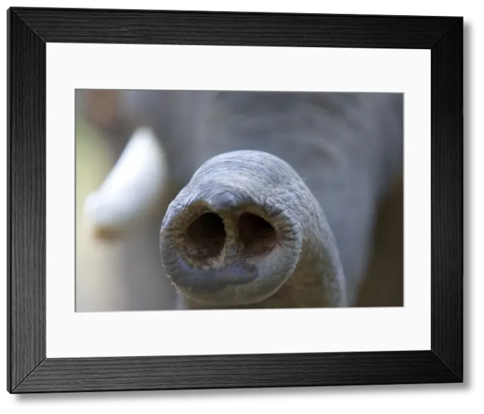 Framed Print : Indian Elephant, (Elephas maximus), Trunk, Bandhavgarh N Framed Print : Indian Elephant, (Elephas maximus), Trunk, Bandhavgarh N
