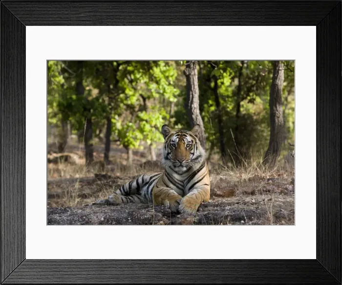 Framed Print : Indian Tiger (Bengal tiger) (Panthera tigris tigris) Framed Print : Indian Tiger (Bengal tiger) (Panthera tigris tigris)