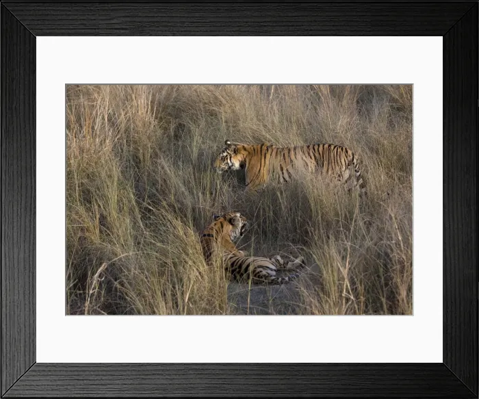 Framed Print : Indian Tiger (Bengal tiger) (Panthera tigris tigris) yawning Framed Print : Indian Tiger (Bengal tiger) (Panthera tigris tigris) yawning