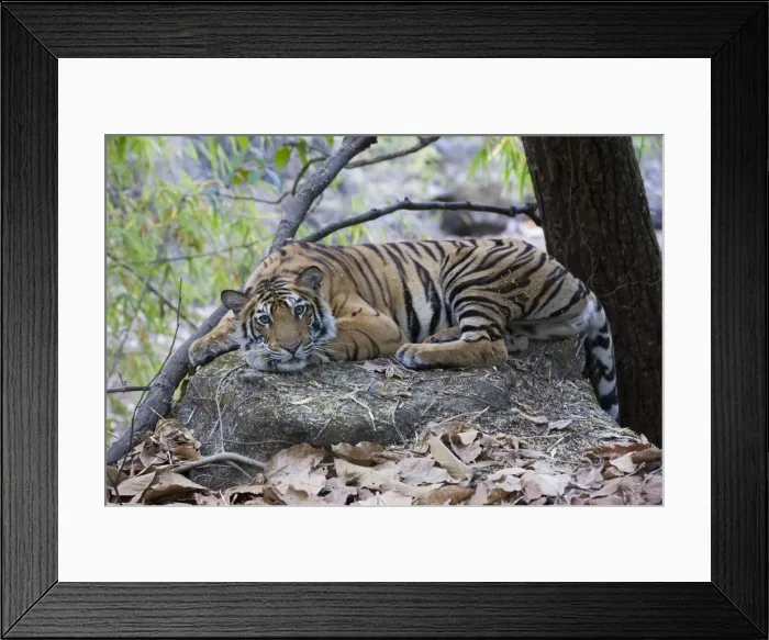 Framed Print : Indian Tiger (Bengal tiger) (Panthera tigris tigris) Framed Print : Indian Tiger (Bengal tiger) (Panthera tigris tigris)