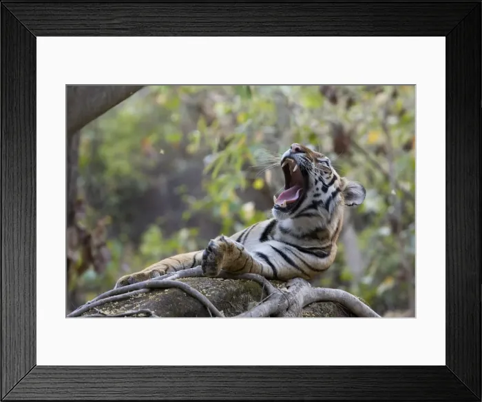 Framed Print : Indian Tiger (Bengal tiger) (Panthera tigris tigris) yawning Framed Print : Indian Tiger (Bengal tiger) (Panthera tigris tigris) yawning