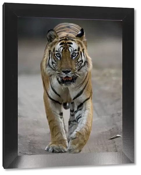 Dominant male Indian Tiger (Bengal tiger) (Panthera tigris tigris)