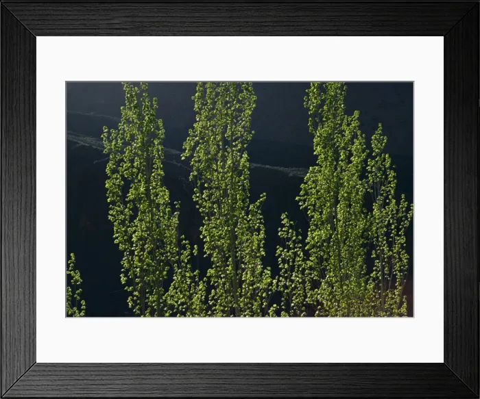 Framed Print : Poplars, between the Caspian and Elburz Mountains Framed Print : Poplars, between the Caspian and Elburz Mountains