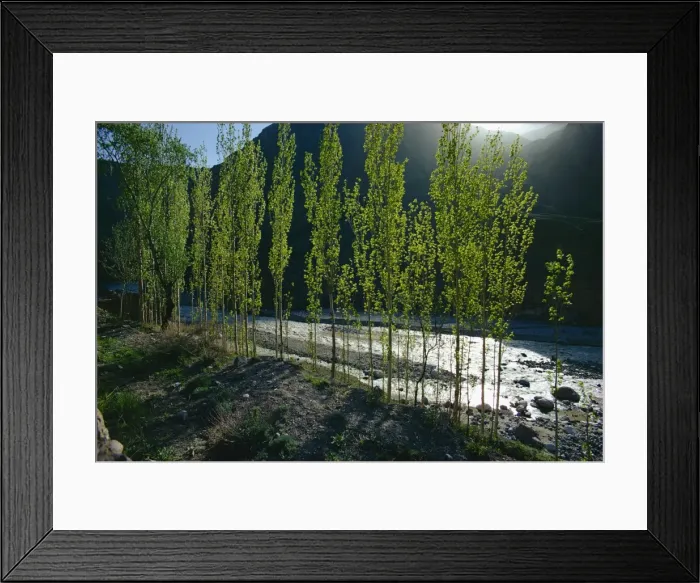 Framed Print : Poplars, Caspian area Framed Print : Poplars, Caspian area
