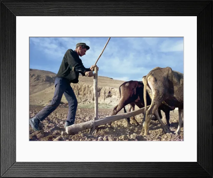 Framed Print : Qashqai man ploughing