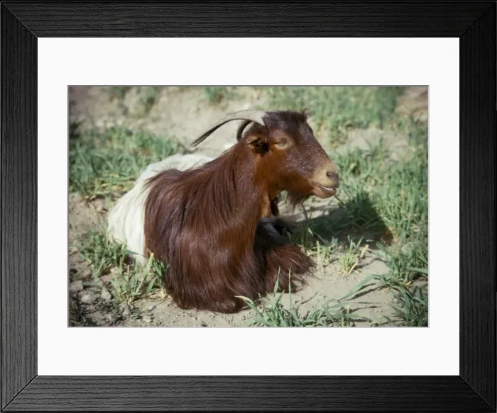 Framed Print : Goat, Iran Framed Print : Goat, Iran