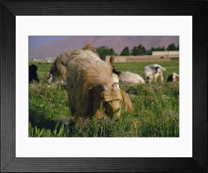 Framed Print : Goats and sheep Framed Print : Goats and sheep
