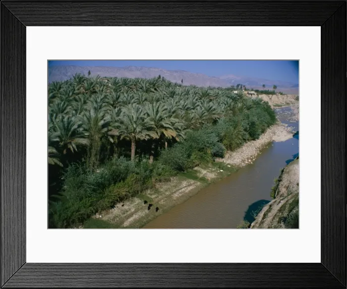 Framed Print : Date palms groves