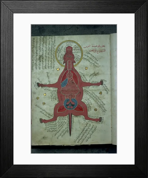 Framed Print : Manuscript showing anatomy of an animal Framed Print : Manuscript showing anatomy of an animal